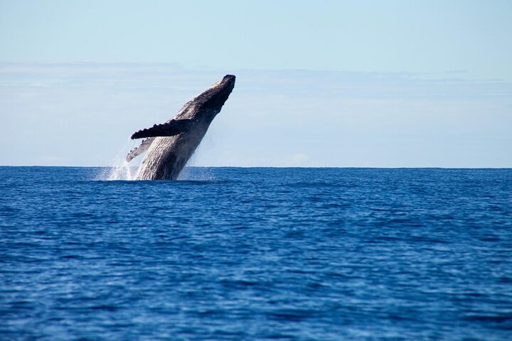 Gold Coast Whale Watching Cruise