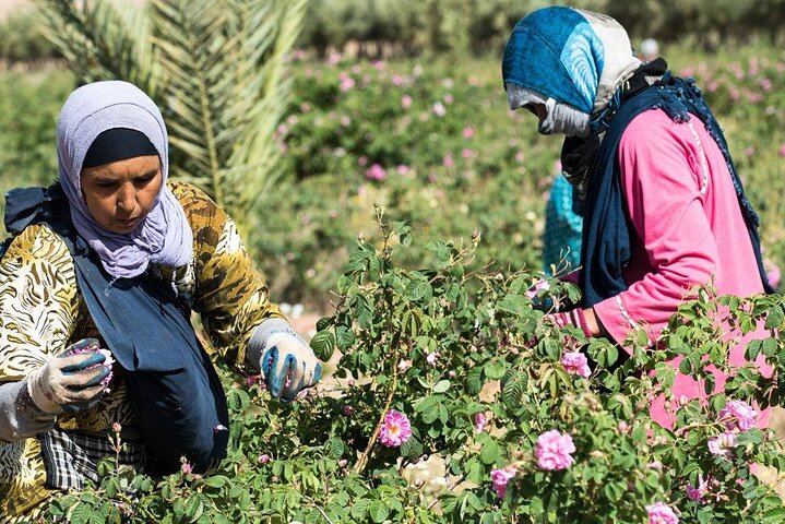Private Excursion from Ouarzazate to Gorges Dades, Valley of Roses and Skoura