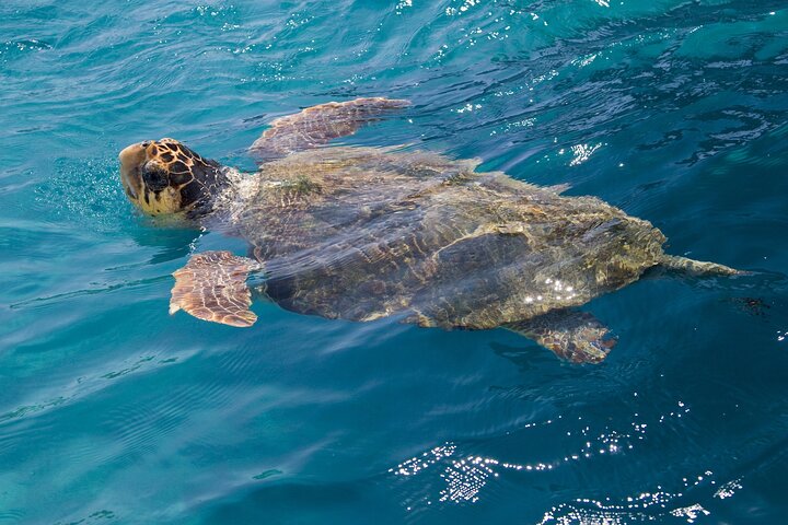 Caretta - Caretta Turtle Trip (Glass bottom Boat Trip)
