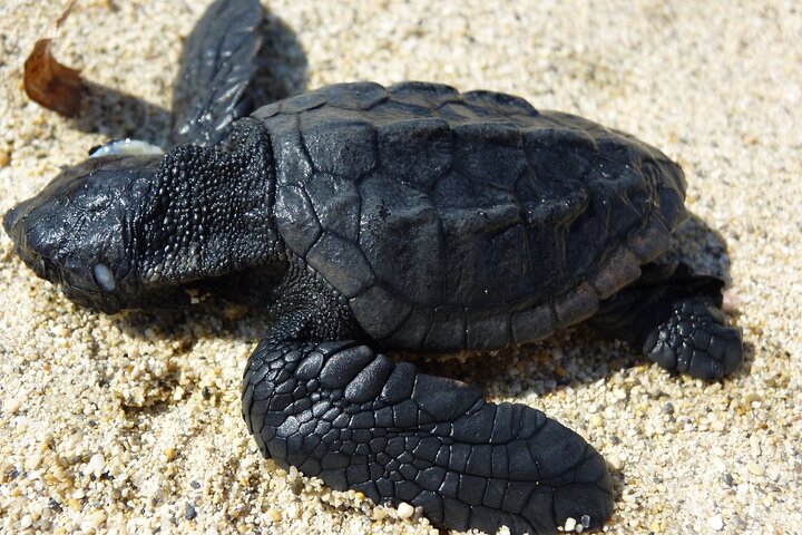 Caretta - Caretta Turtle Trip (Glass bottom Boat Trip)