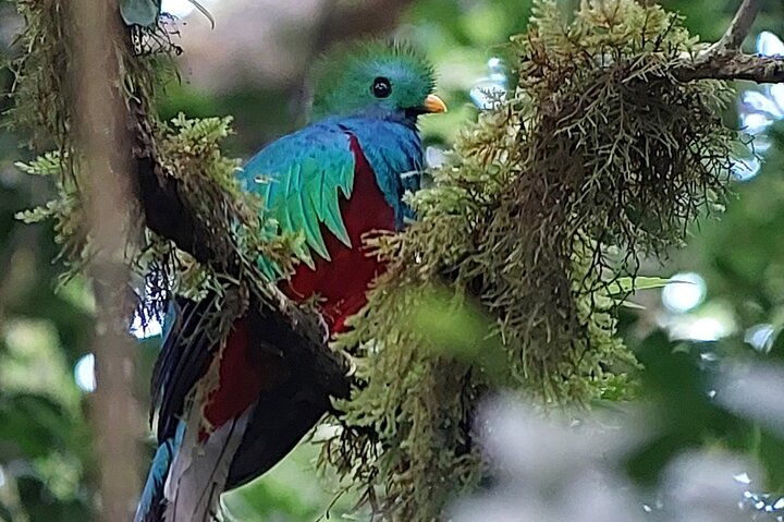 Monteverde Cloud Forest Guided Nature Walk with Expert Naturalist