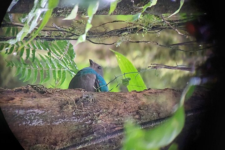 Monteverde Cloud Forest Guided Nature Walk with Expert Naturalist