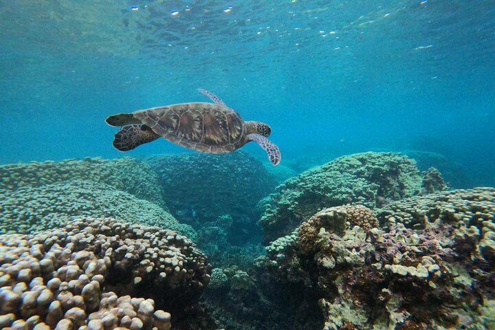 Daymaniyat Islands Snorkeling Sharing Trip