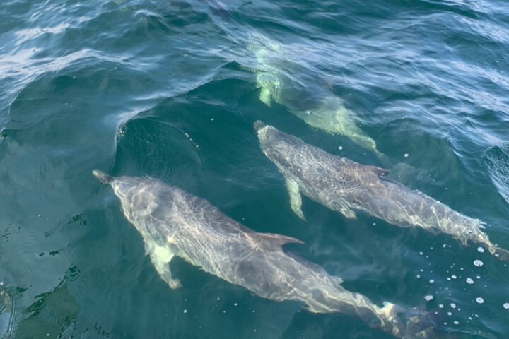 Frisky Mermaid Dolphin + Sightseeing Cruise in Pensacola Beach