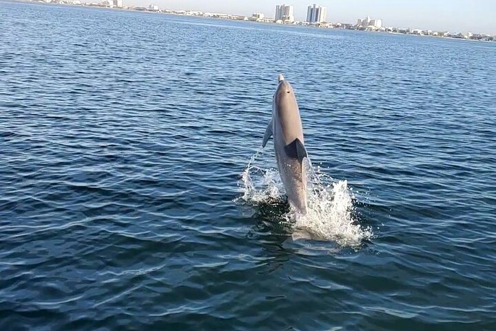 Frisky Mermaid Dolphin + Sightseeing Cruise in Pensacola Beach