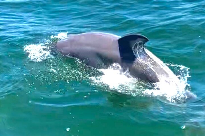Frisky Mermaid Dolphin + Sightseeing Cruise in Pensacola Beach