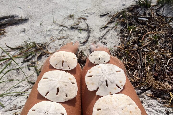 Three Hour Shelling Cruise to Shell Key Preserve from John's Pass