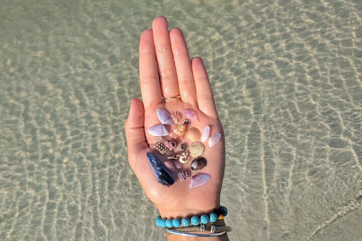 Three Hour Shelling Cruise to Shell Key Preserve from John's Pass