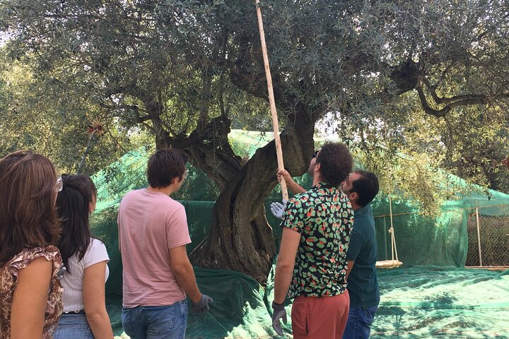 Olive Tour & Tasting