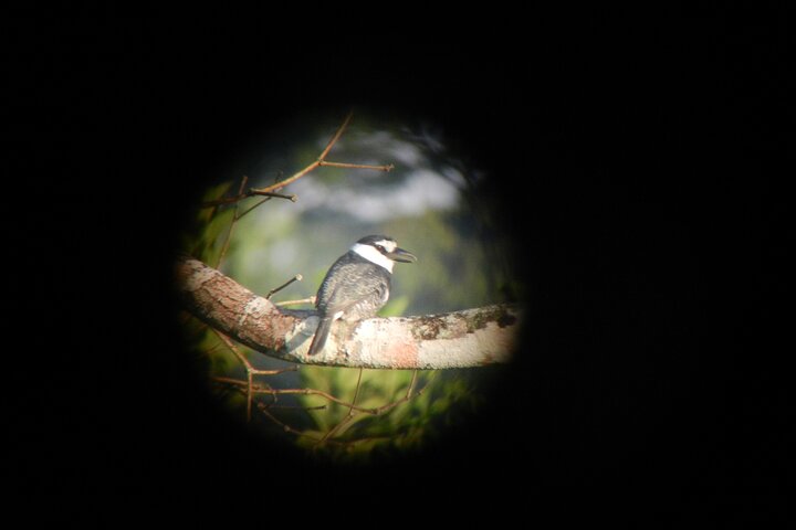 Birding Pipeline Road from Panama City or Gamboa