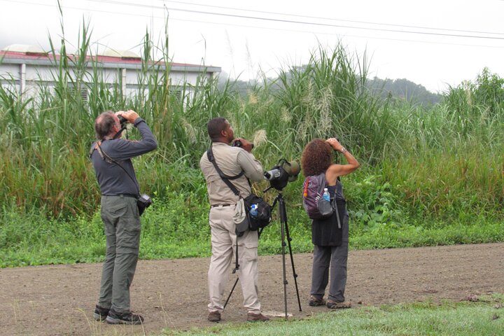 Birding Pipeline Road from Panama City or Gamboa