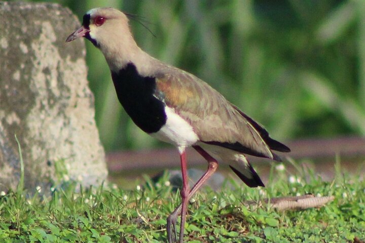 Birding Pipeline Road from Panama City or Gamboa