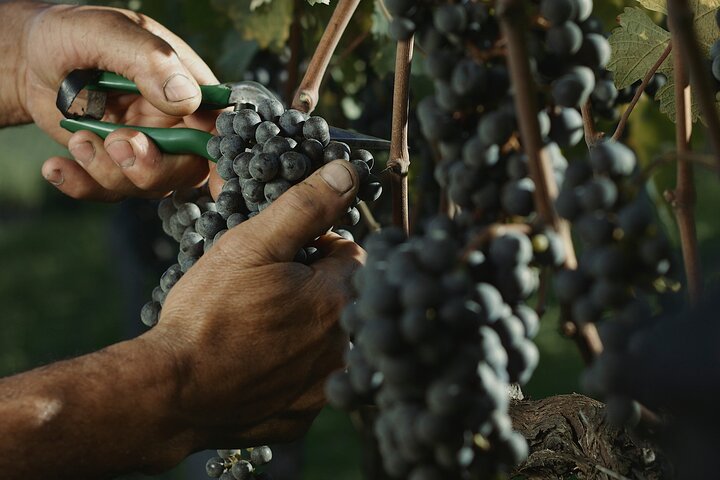 Tour Gran Reserva - Valley of the Vineyards