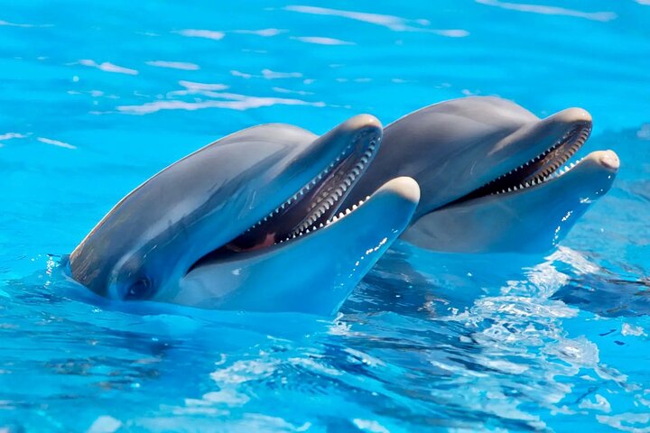 Fully Day Tour: Dolphin Encounters, Crystal Rock at Benitiers Island