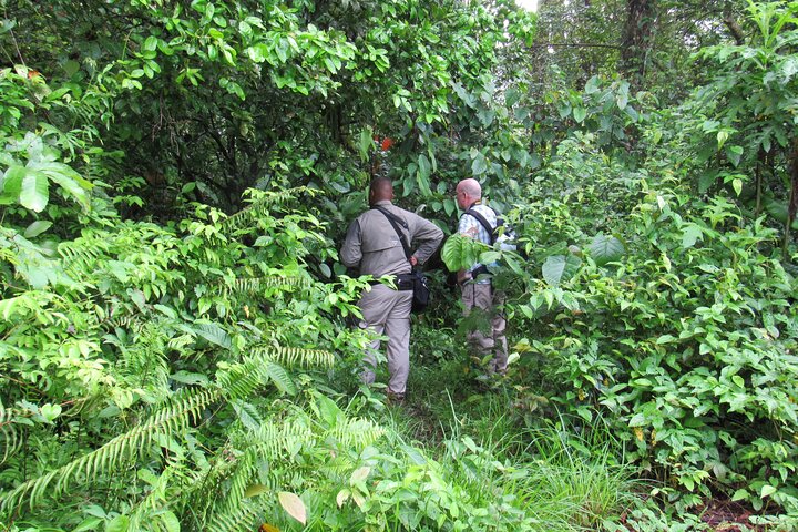 Birding Pipeline Road from Panama City or Gamboa