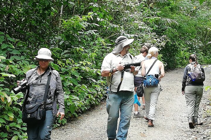 Birding Pipeline Road from Panama City or Gamboa