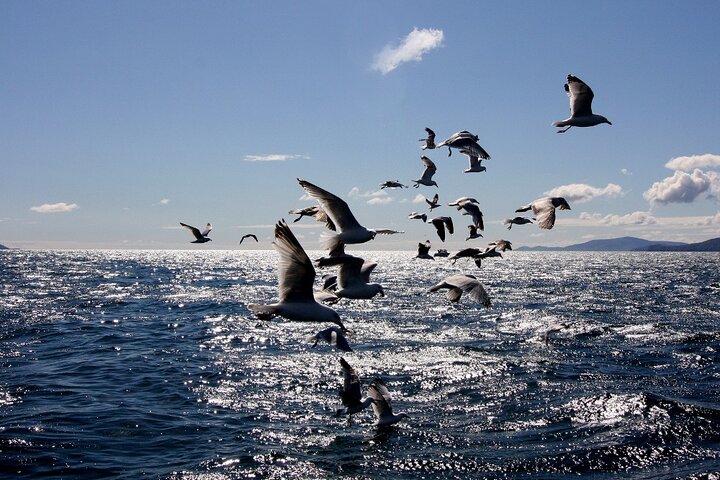 Boat Tour of Dingle Peninsula