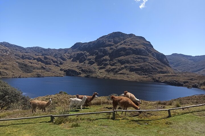 Birdwatching Tour in Cajas National Park from Cuenca
