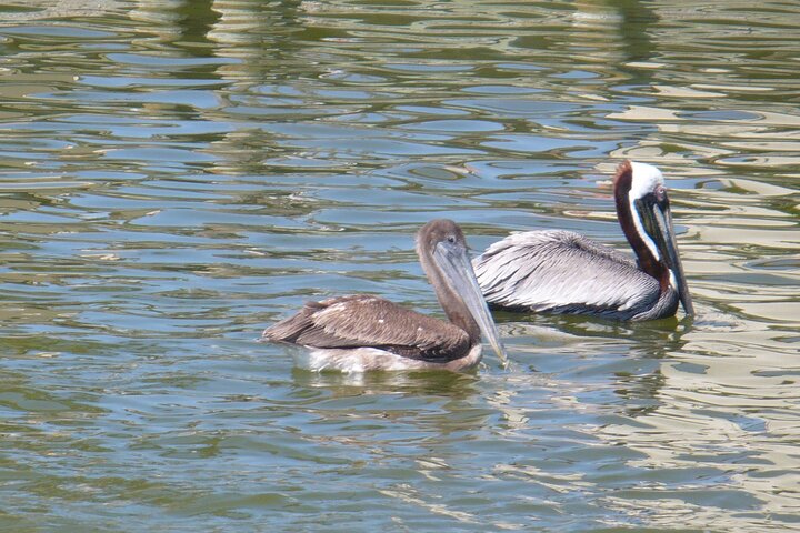 Cocoa Beach Dolphin and Wildlife Tour