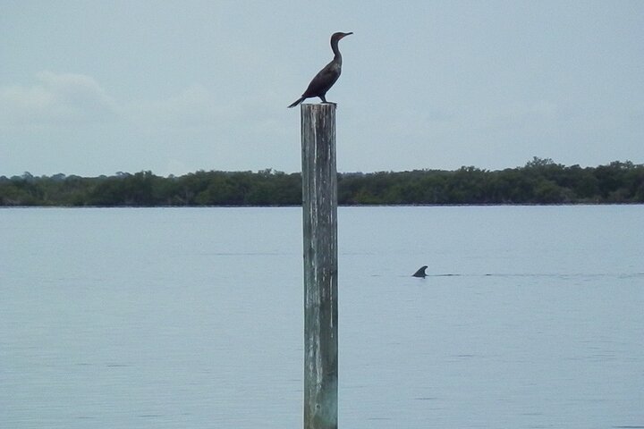 Cocoa Beach Dolphin and Wildlife Tour