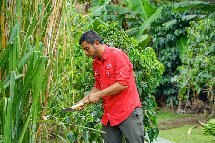 Coffee, Chocolate & Sugar Cane Tour (Regular)