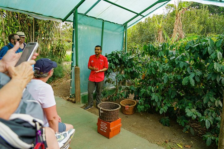 Coffee, Chocolate & Sugar Cane Tour (Regular)