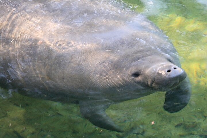 Cocoa Beach Dolphin and Wildlife Tour