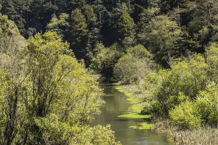 Skunk Train: Pudding Creek Express from Fort Bragg