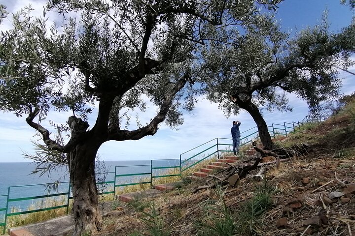 Oil-tasting experience near Cefalu
