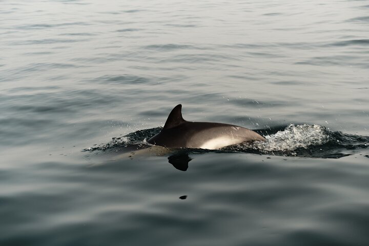 Private Tour with Dolphin Watching in Algeciras Bay