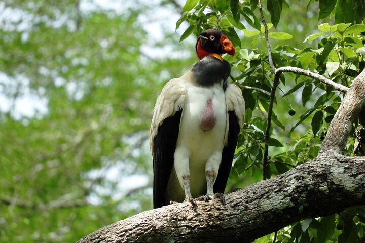 Full Day Excursion to Calakmul and Balamkú From Campeche
