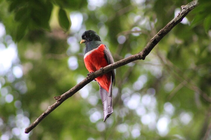 Full Day Excursion to Calakmul and Balamkú From Campeche