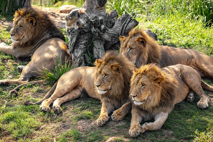 Blue Mountain Small Group Tour All Inclusive