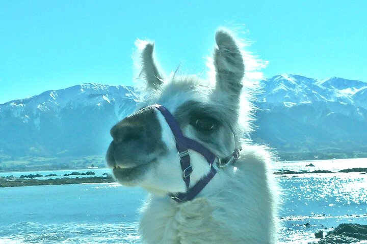 Llama Trek (Half-day) - Kaikoura Bay, Beaches & Seal Colony