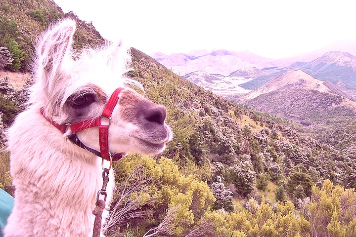 Llama Trek (Taster) - Kowhai River Valley and Native Woodland Tour
