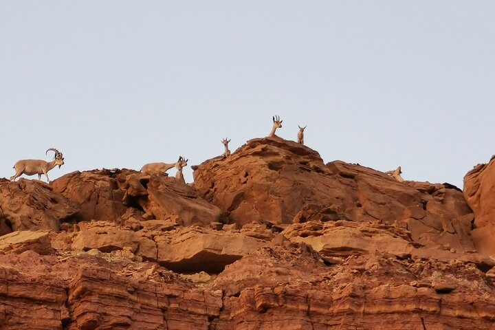 Get To Know the Ramon Crater tour