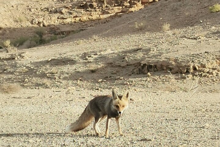 Get To Know the Ramon Crater tour