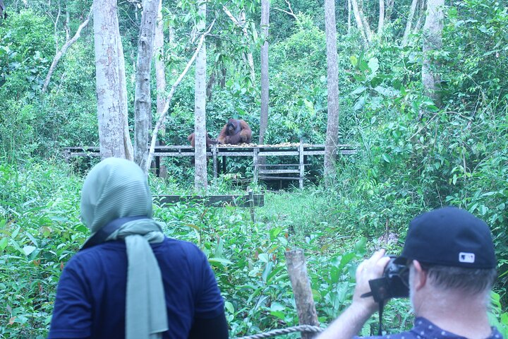 Orangutan Safari Kelotok Houseboat 3 Days 2 Nights Private