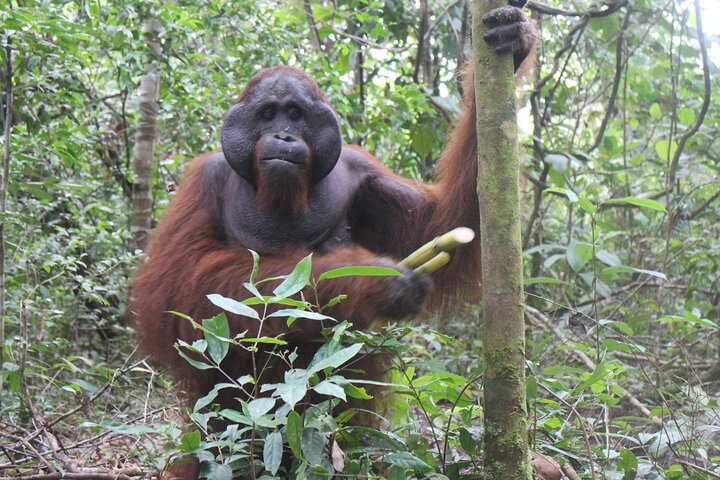 Orangutan Safari Kelotok Houseboat 3 Days 2 Nights Private