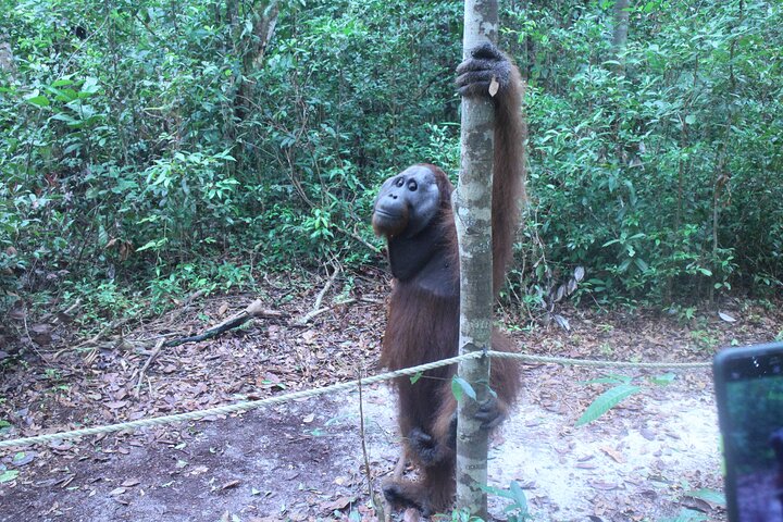 Orangutan Safari Kelotok Houseboat 3 Days 2 Nights Private