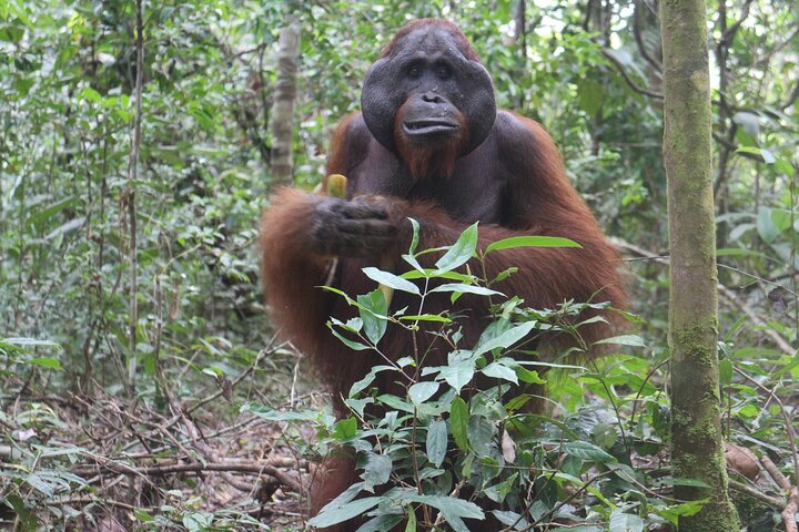 Orangutan Houseboat Kelotok Tanjung Puting 3 Days Share Cost