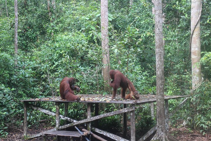 Orangutan Safari Kelotok Houseboat 3 Days 2 Nights Private