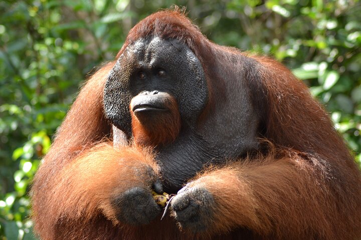 Orangutan Houseboat Kelotok Tanjung Puting 3 Days Share Cost