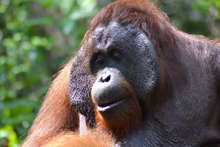 Orangutan Safari Kelotok Houseboat 3 Days 2 Nights Private