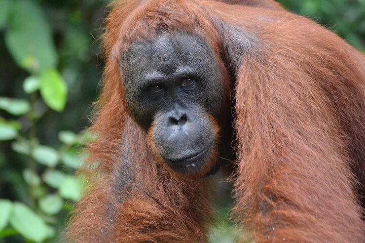 Orangutan Houseboat Kelotok Tanjung Puting 3 Days Share Cost