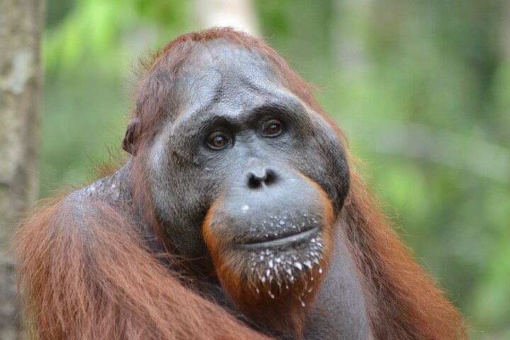 Orangutan Safari Kelotok Houseboat 3 Days 2 Nights Private