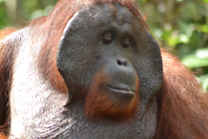 Orangutan Safari Kelotok Houseboat 3 Days 2 Nights Private