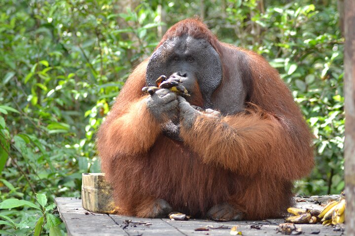 Orangutan Safari Kelotok Houseboat 3 Days 2 Nights Private