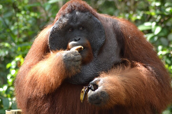 Orangutan Safari Kelotok Houseboat 3 Days 2 Nights Private