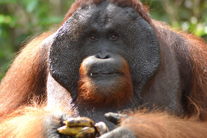 Orangutan Safari Kelotok Houseboat 3 Days 2 Nights Private
